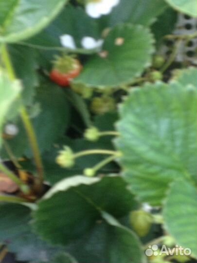 Клубника ремонтантная и земклуника