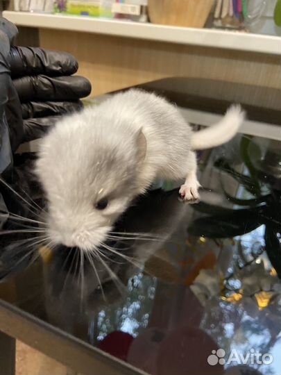 Шиншилята, белый вильсон, серый эбони