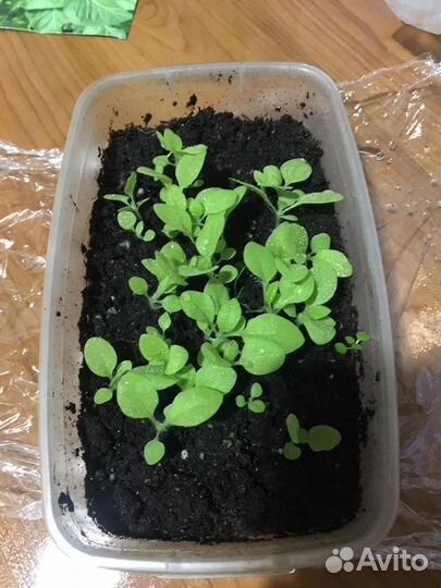 Семена табака