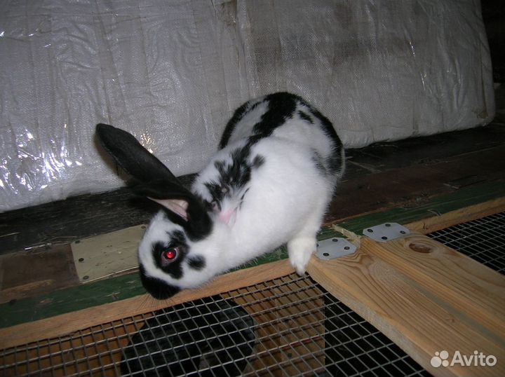 Кролики нпв