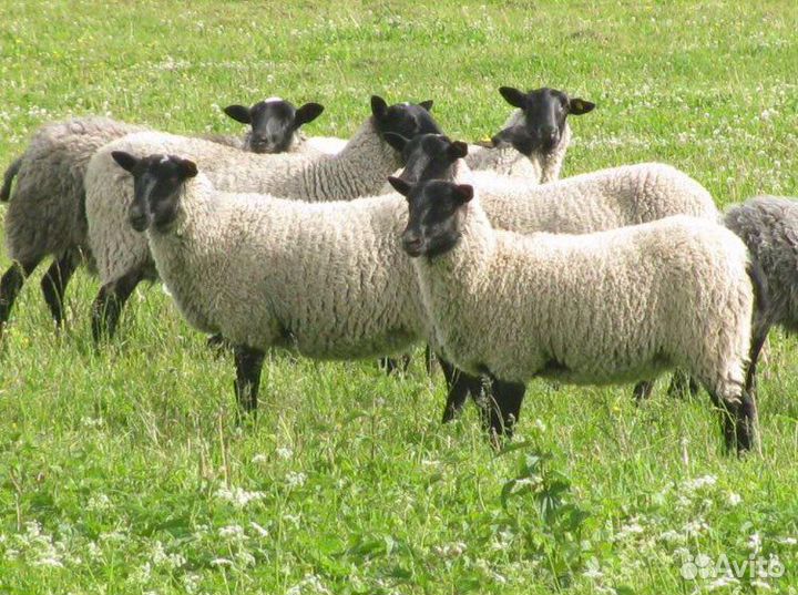 Мясо баранина свежая