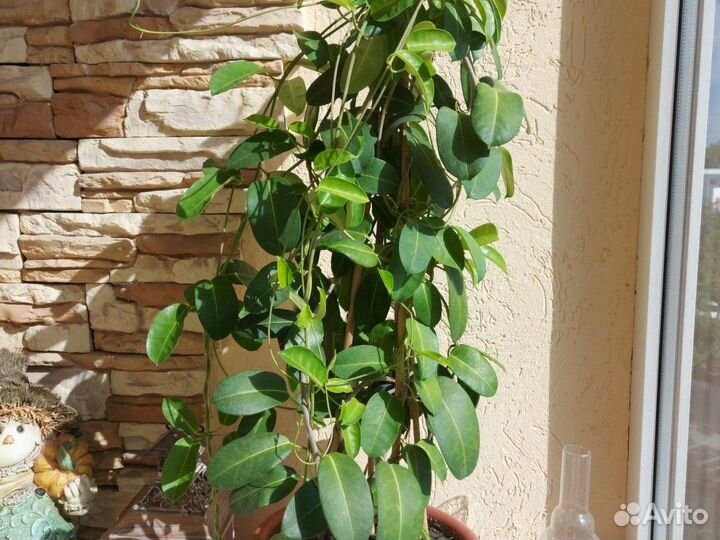 Стефанотис