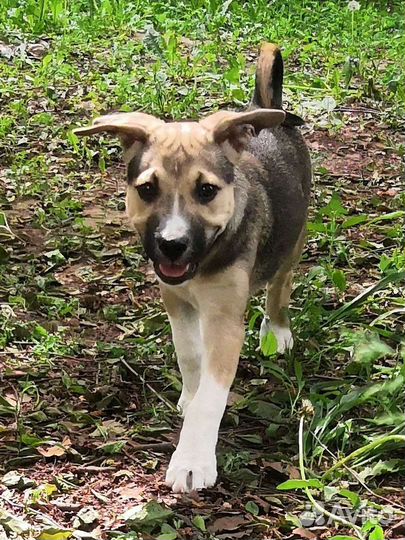 Собаки бесплатно в добрые руки