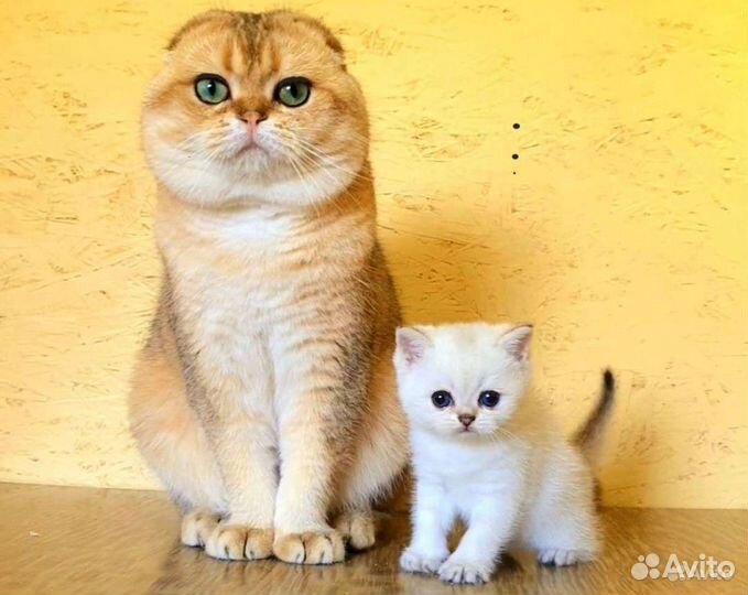 Золотые котята от красивых родителей