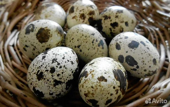 Инкубационное яйцо перепелов техасской породы