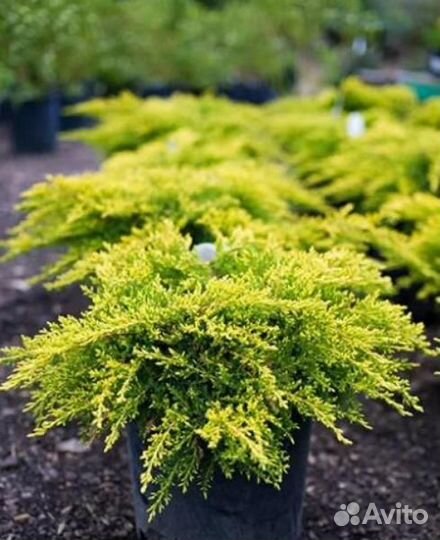 Можжевельник средний Олд Голд