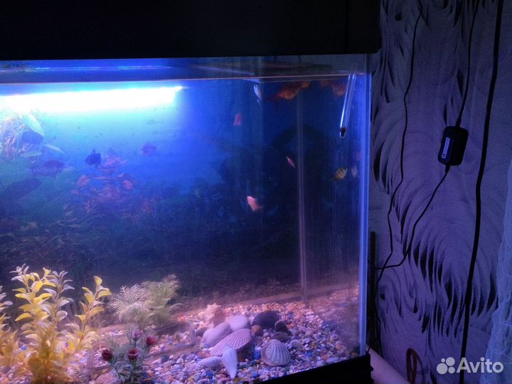 Аквариумные рыбки 9 штук