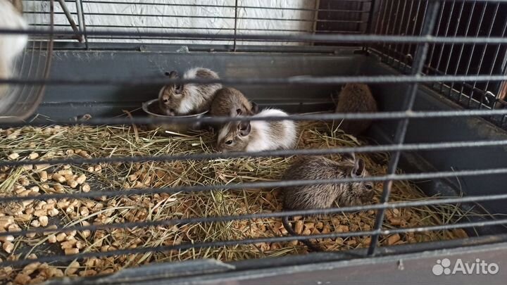 Бельчата дегу