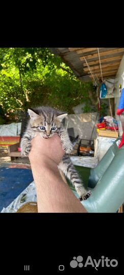 1.5 месячные котята в добрые руки. бесплатно