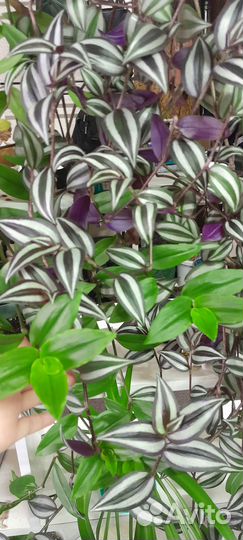 Традесканция висячая