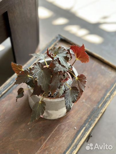 Бегония Роял Велюр