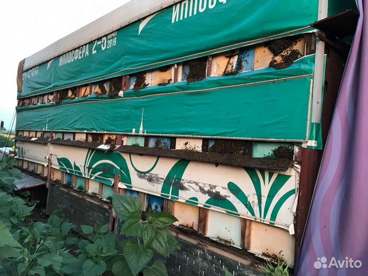 Продаю пасеку