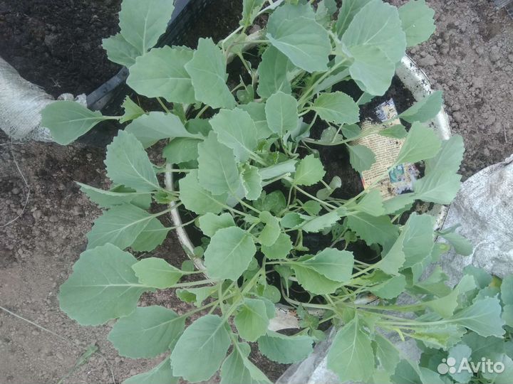 Рассада капусты