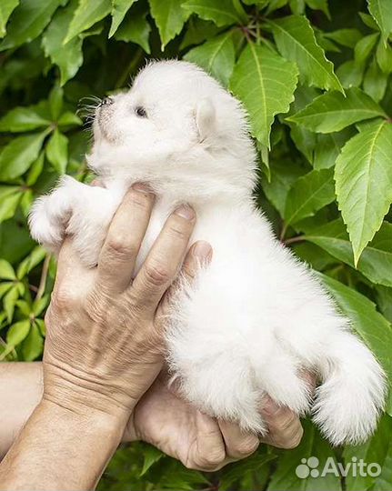 Белые померанские шпицы