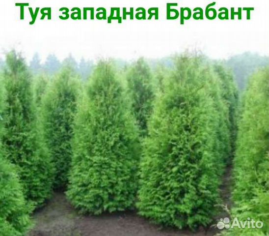 Саженцы Туи западной Брабант купить во Владимире | Товары для дома и ...