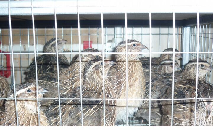 Яйца инкуб. и перепелки живьем