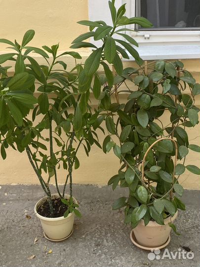 Комнатные цветы