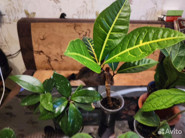 Комнатные растения