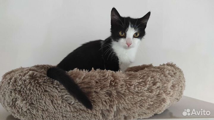 Миниатюрная кошечка