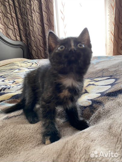 Котята бесплатно