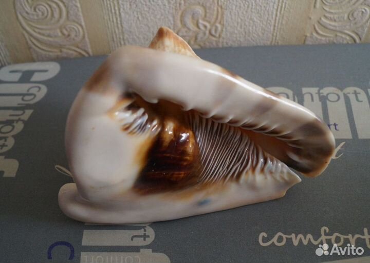 Зубатка морская ракушка раковина