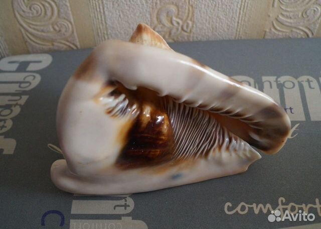 Зубатка морская ракушка раковина