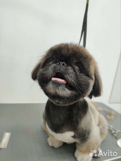 Стрижка собак