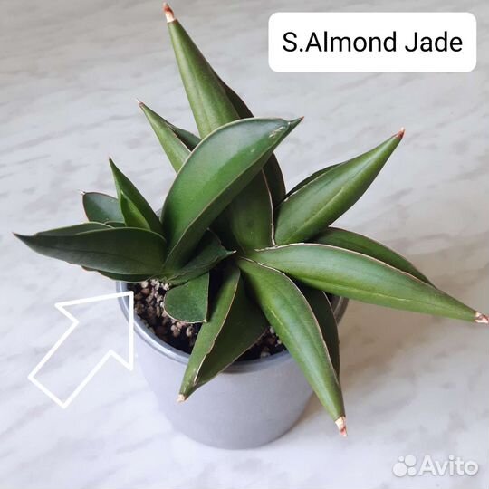 Сансевиерия сортовая Almond Jade