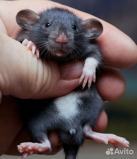 Крыса (Крыски, Крысята) Дамбо