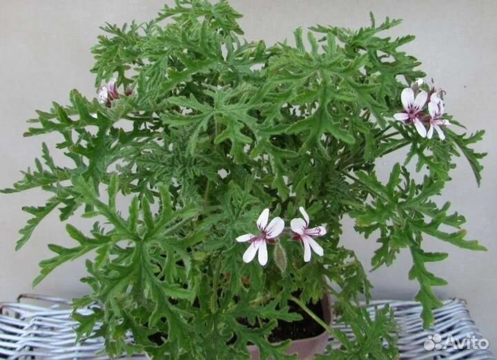 Душистые пеларгонии