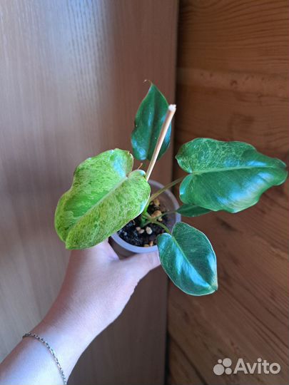 Филодендрон