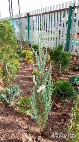 Укорененные черенки туя, можжевельник