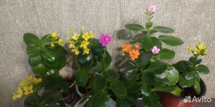 Каланхое цвет разный