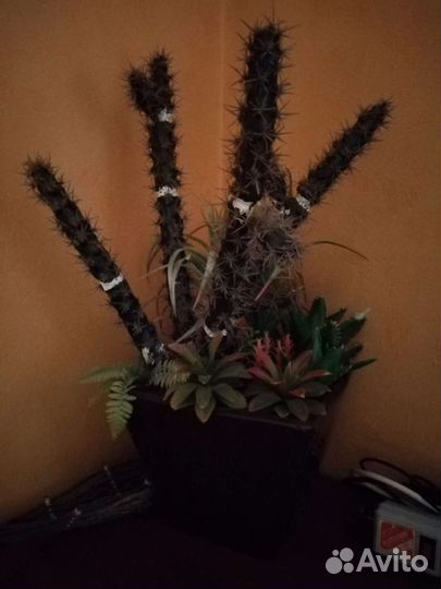 Большой кактус редкий искусственный 60см