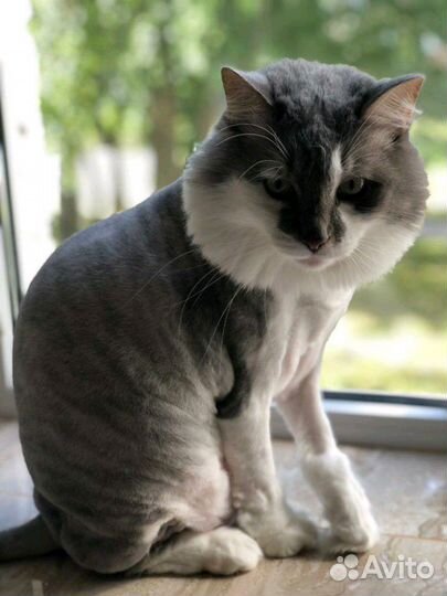 Стрижка кошек и котов