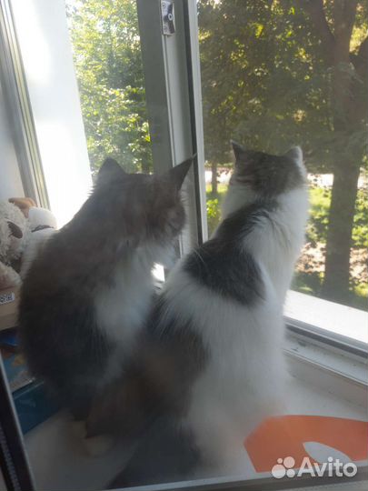 Кошка в дар бесплатно