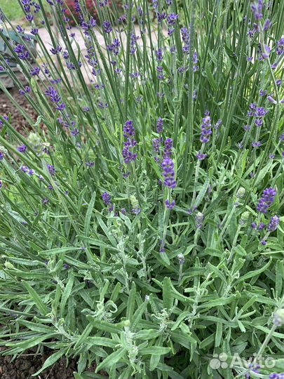 Лаванда садовая; Тимьян; Мелиса лимонная; Душица