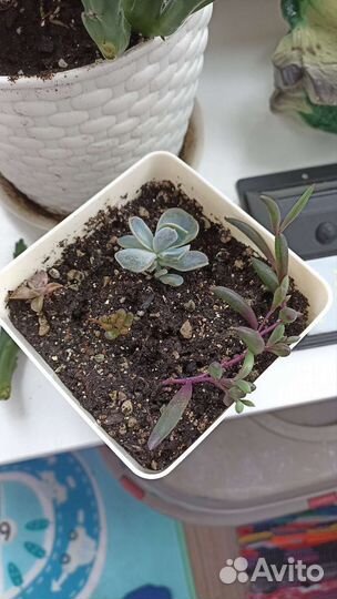 Суккуленты