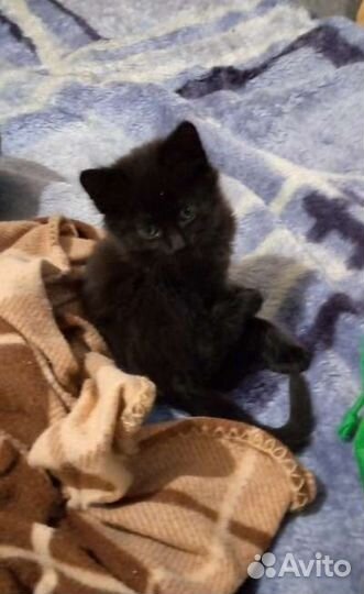 Кошка в дар бесплатно