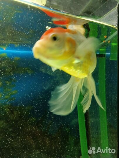 Золотая рыбка