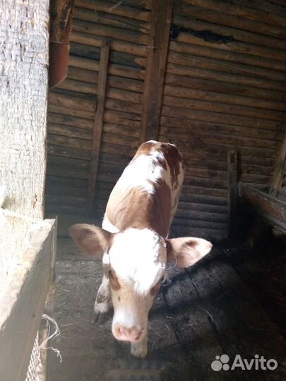 Тёлочка и бычки