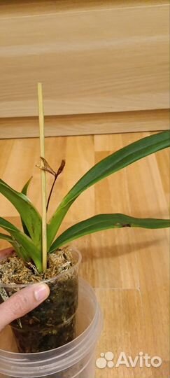 Орхидея Phragmipedium