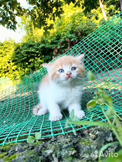 Котят-милашек в добрые руки