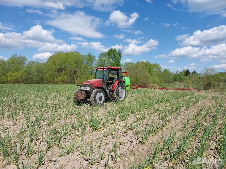 Чеснок любаша. Семена чеснока для посадки, в пищу