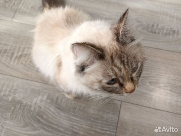 Невская маскарадная