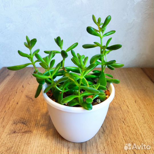 Крассула Роджерси