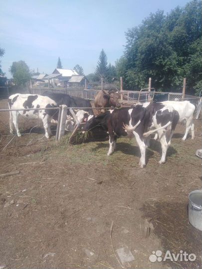 Продажа крс