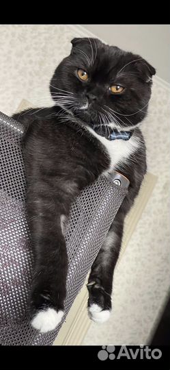 Отдам кота в добрые руки