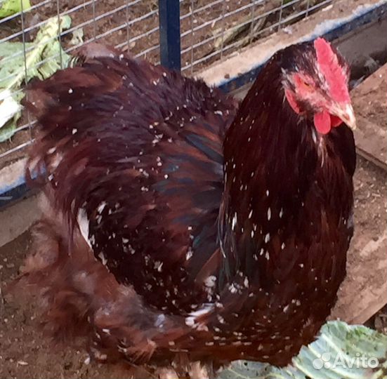 Инкубационное яйцо и цыплята Орпингтона фарфоровог