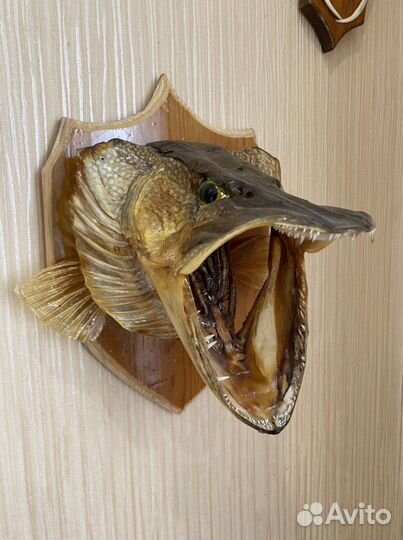 Чучело рыбы